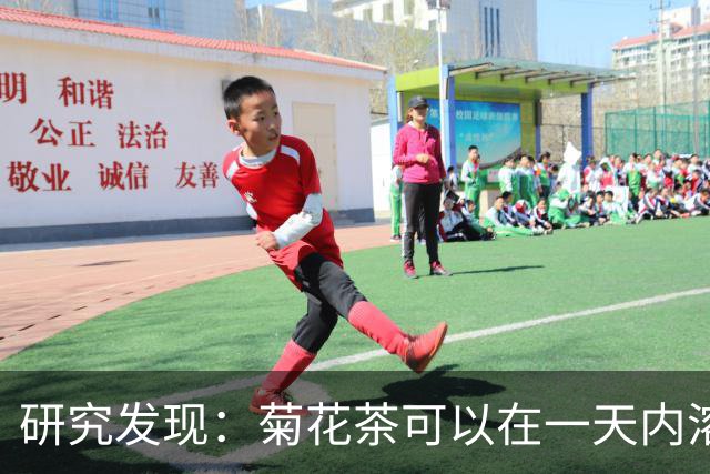 研究发现：菊花茶可以在一天内溶解血栓、扩张血管，是真的吗？